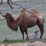Bactrian CameL