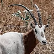Horned Oryx Scimitar  