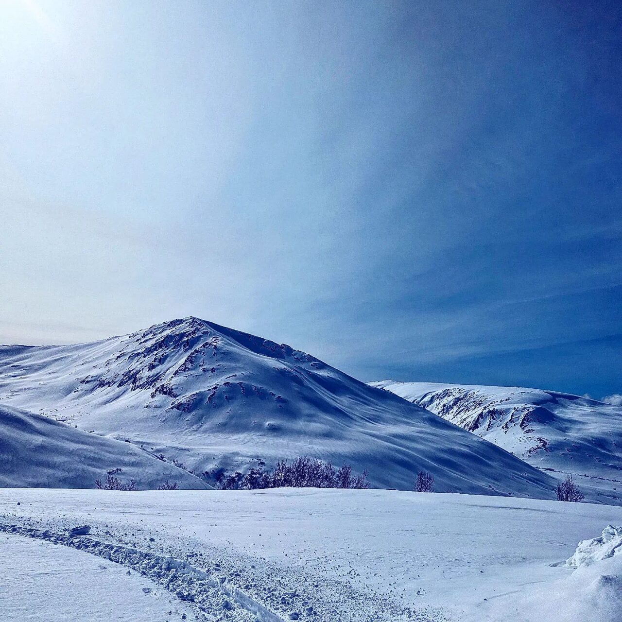 The Iditarod Alaska 2025 Trip Beatrice Bradley