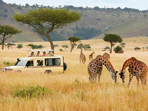 Africa Namibia Safari